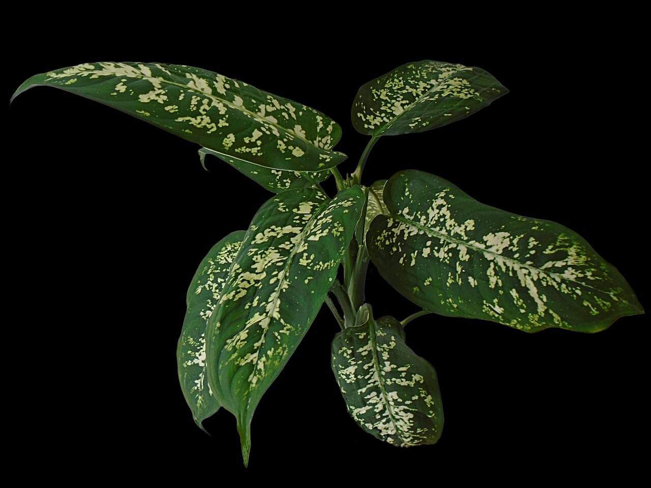 Dieffenbachia 