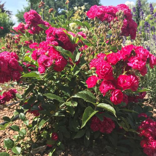 Ruža veľkokvetá - Floribunda červená