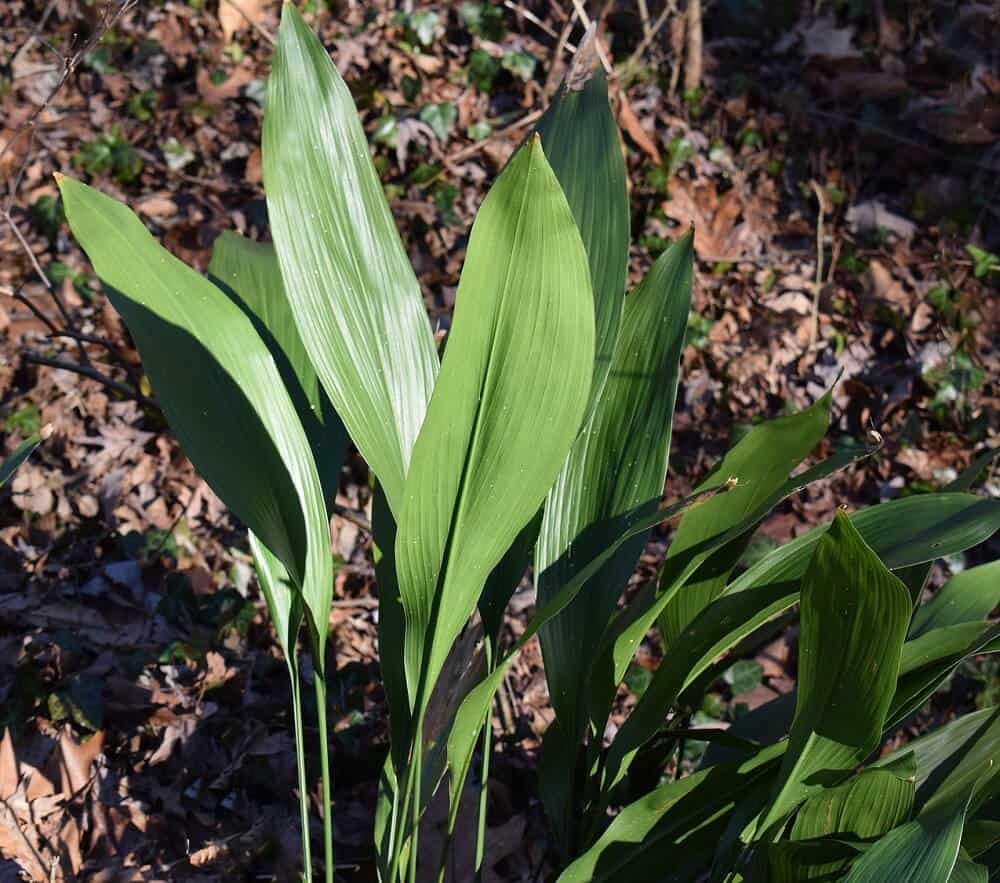 Aspidistra