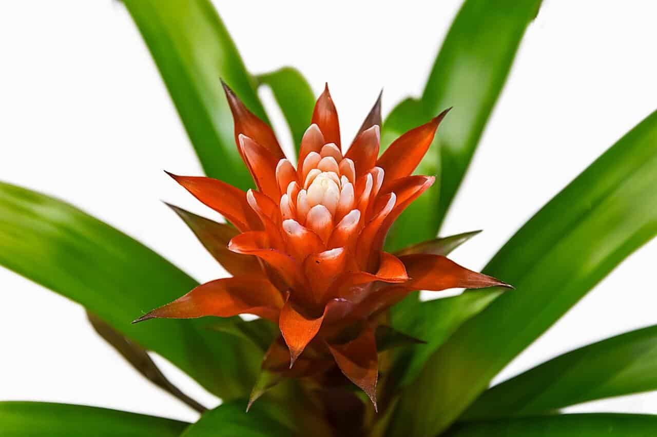 bromelia - izbová rastlina