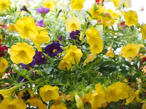 calibrachoa