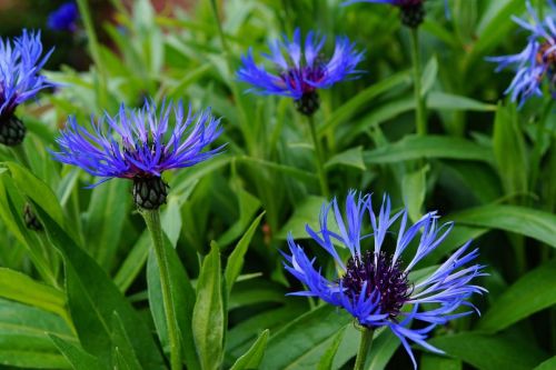 centaurea, nevädza