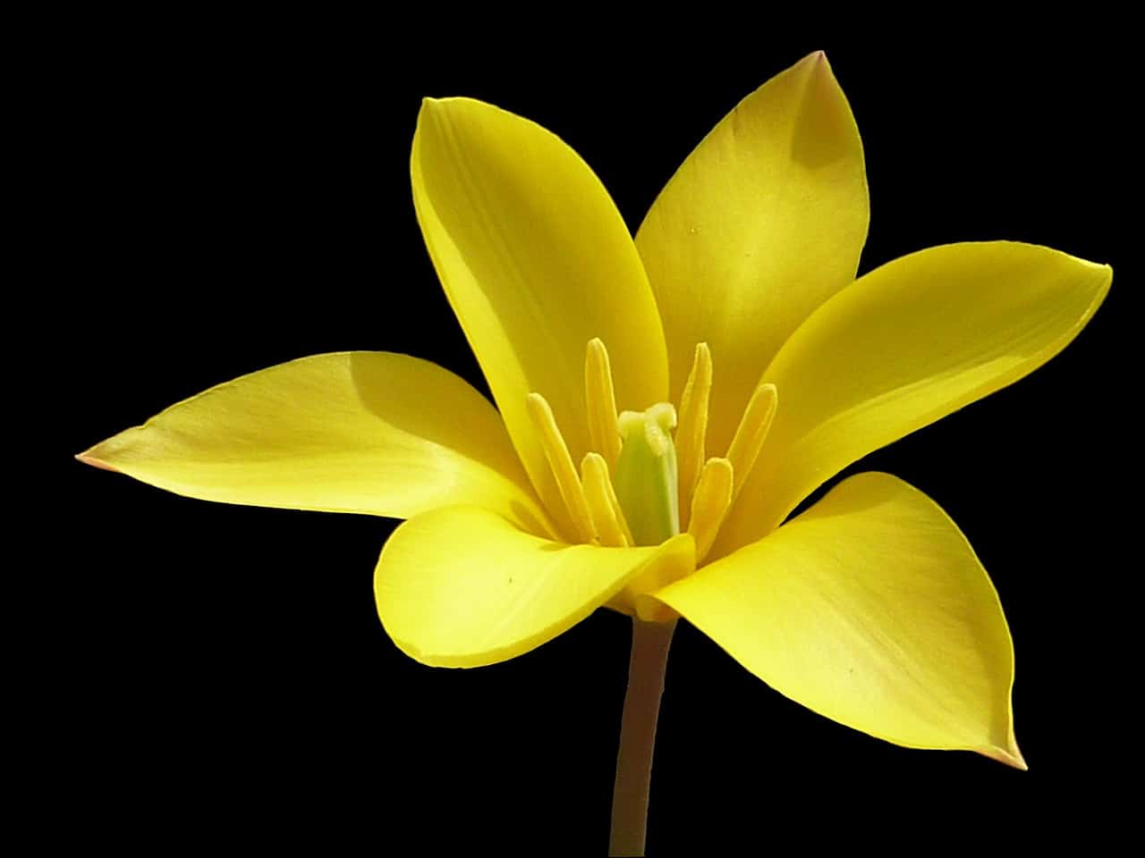 Tulipa chrysantha