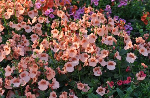 diascia