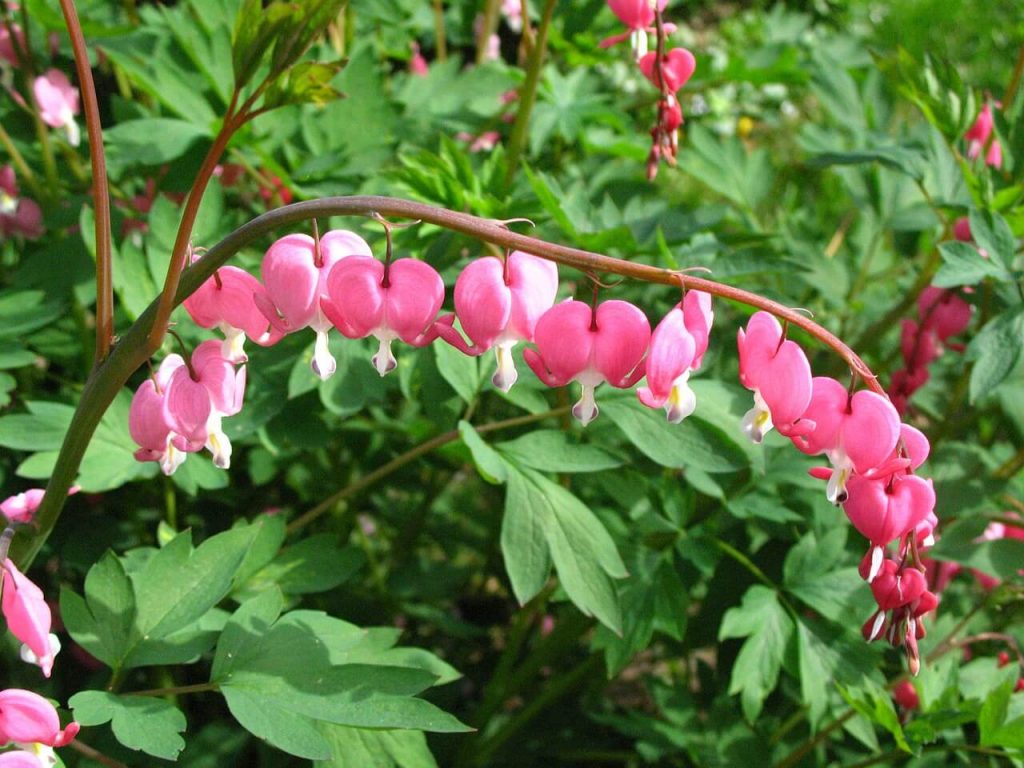 dicentra-srdcovka-kvety (1)