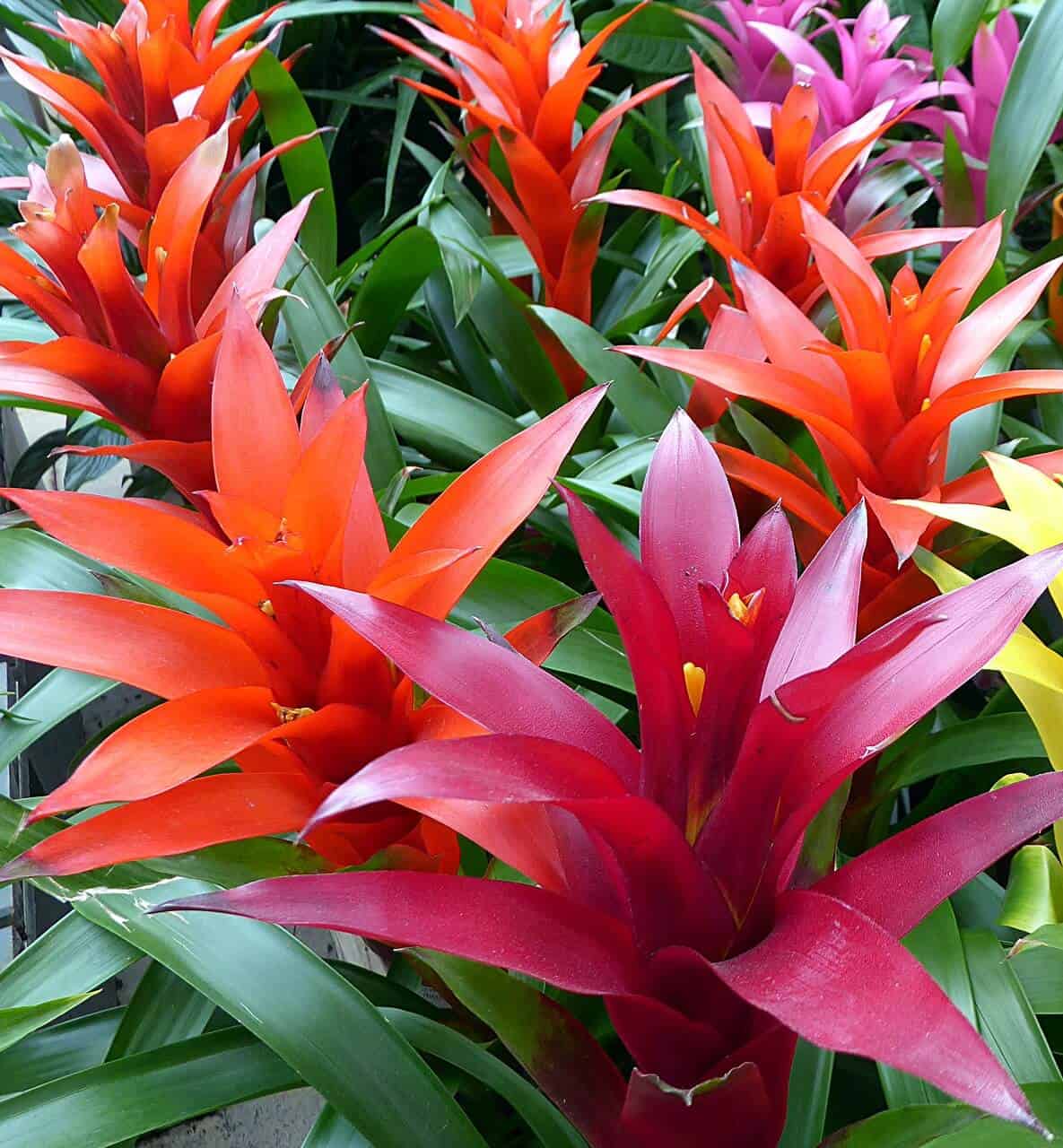 Guzmania