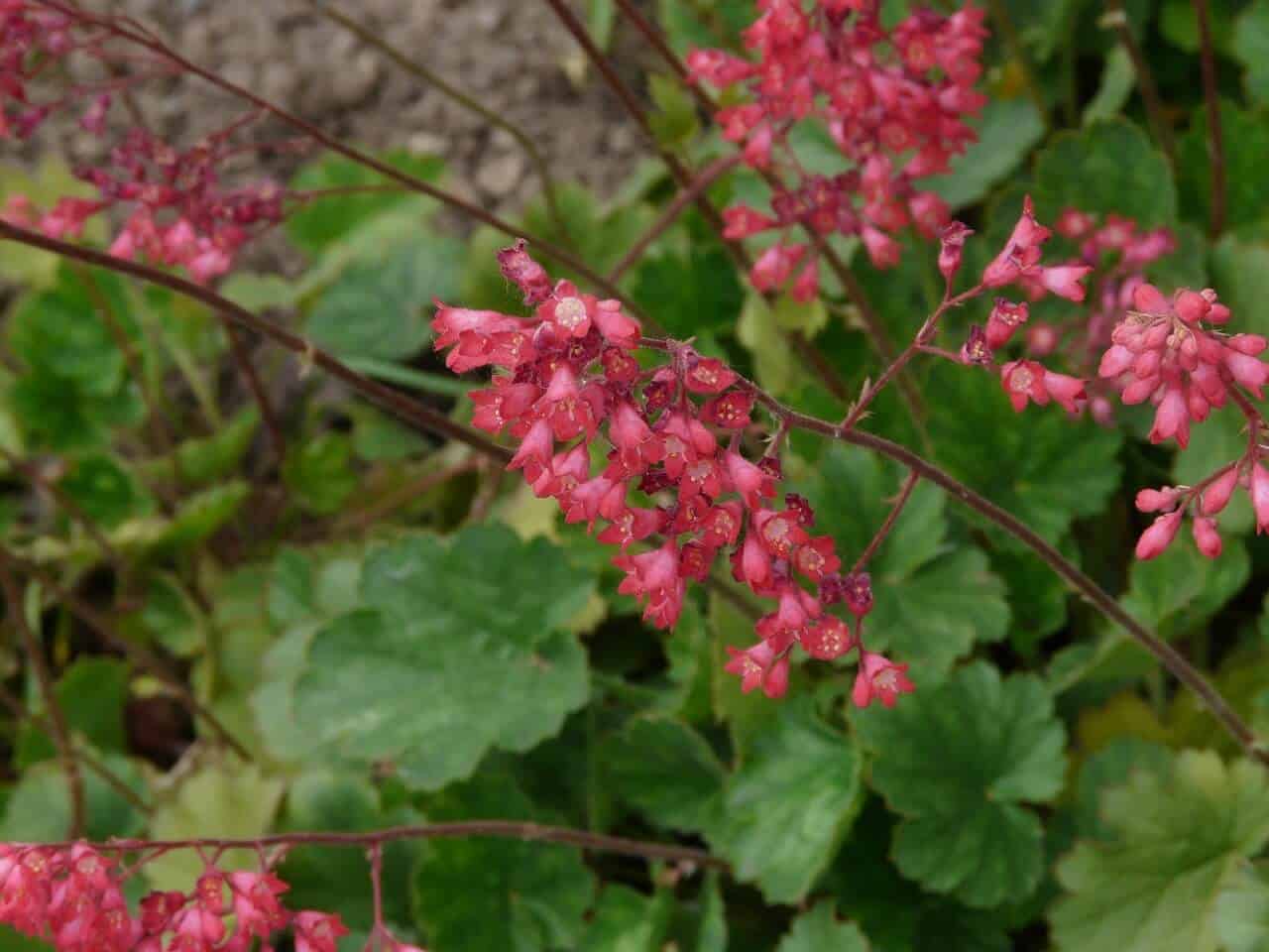 heuchera