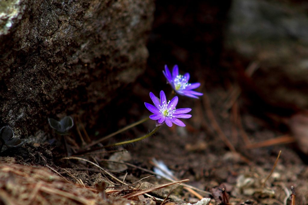 Pečeňovník, Zdroj foto: Pixabay