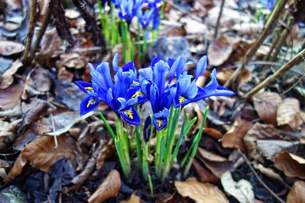 iris reticulata