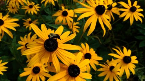 rudbeckia