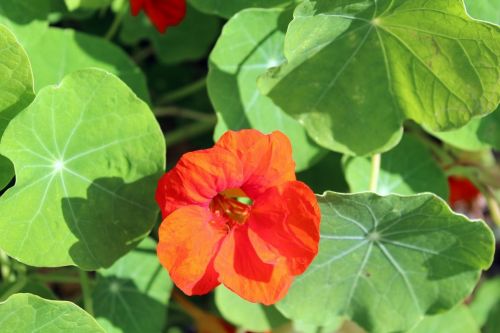 tropaeolum, kapucínka