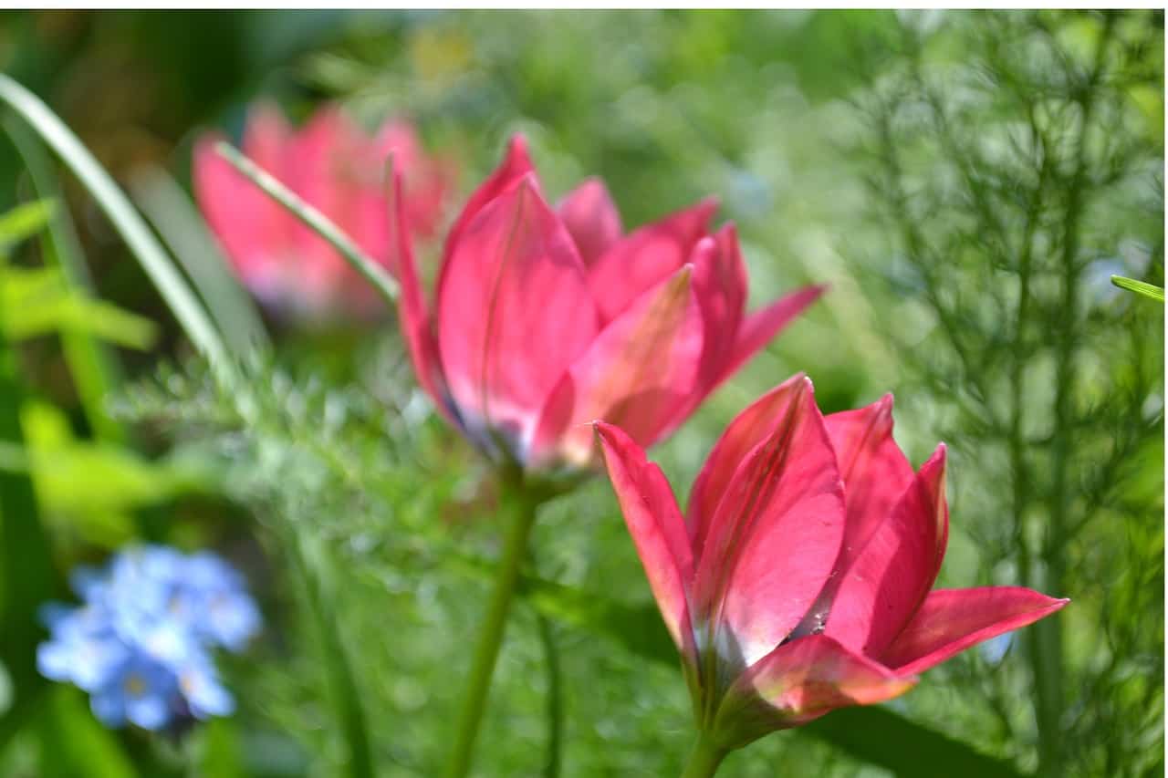 Tulipa humilis