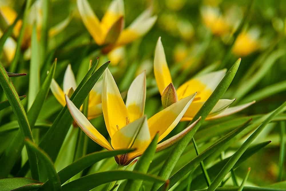 Tulipa tarda