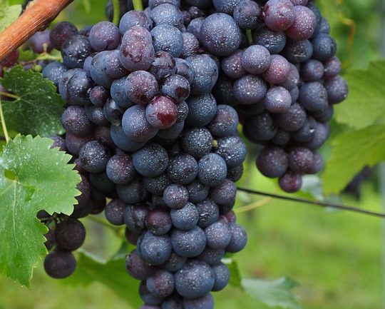 wine-berries-694184_960_720