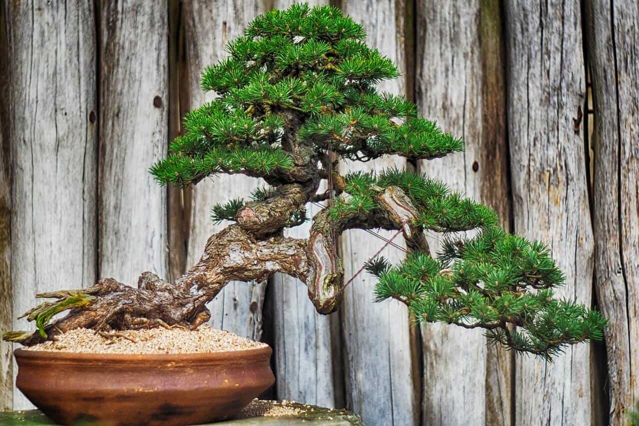 ako pestovať bonsai