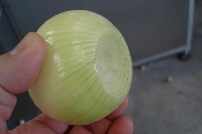 cibula2