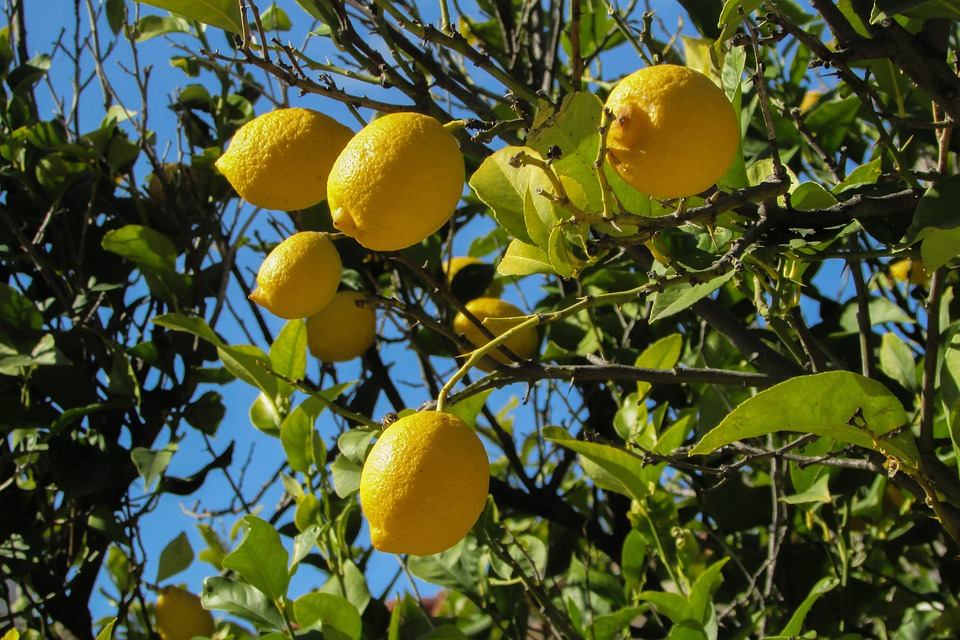 citron3