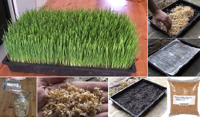 garden-hacks6