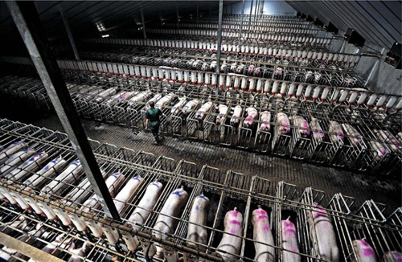 farmsnotfactories.org