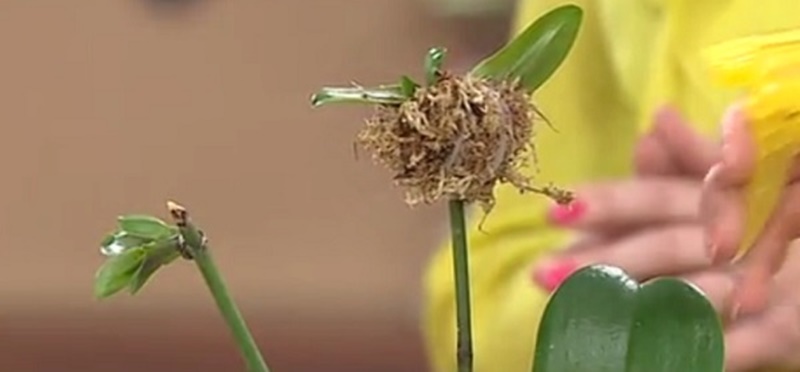 orchid1