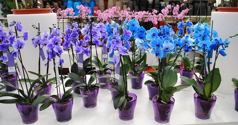 orchid2