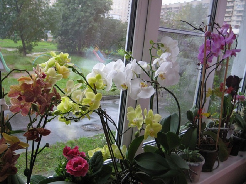 orchidea1