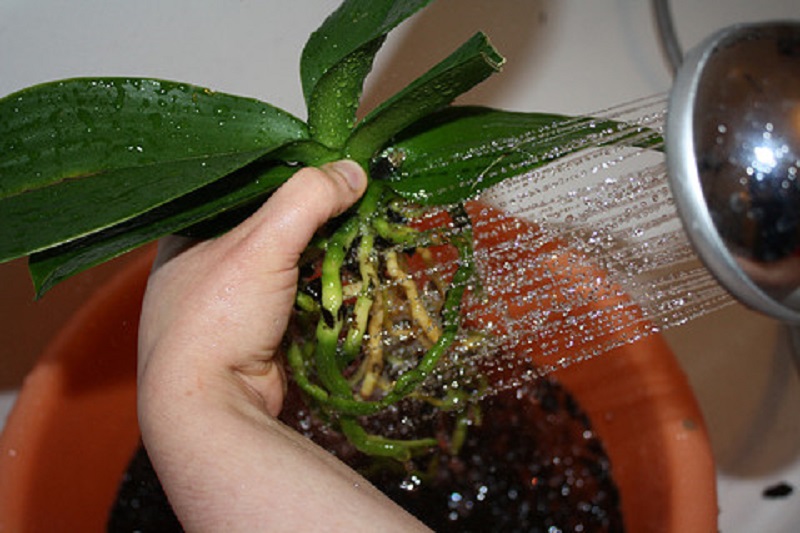 orchidea5
