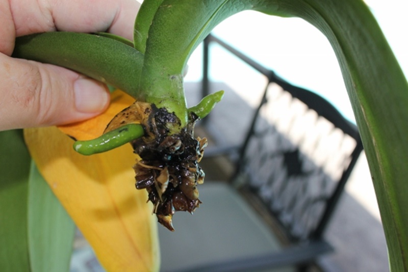 orchidIMG_0455 (640x427)