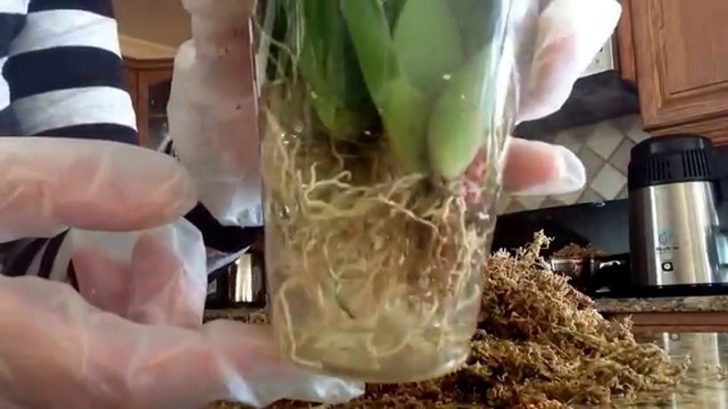 orchidmaxresdefault
