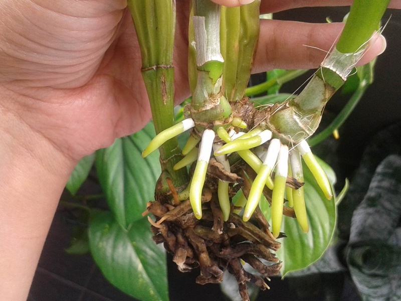 orchidmaxresdefaultghfhfhd