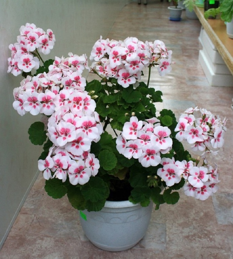 pel4