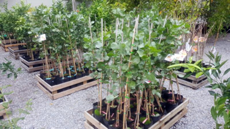 pistaciepistachio-trees