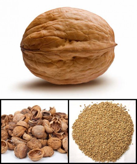 walnutshellmedia.com