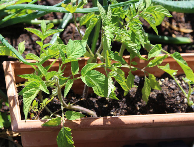 propagate-tomatoes-apieceofrainbowblog-1