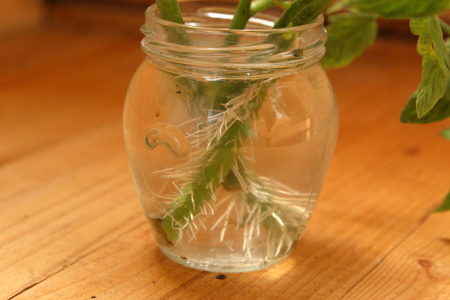 propagate-tomatoes-apieceofrainbowblog-3