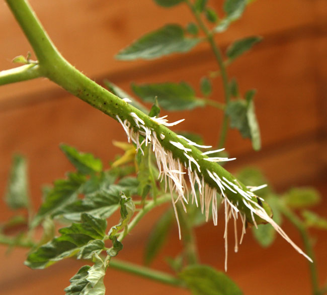 propagate-tomatoes-apieceofrainbowblog-4