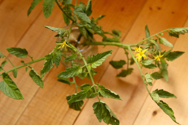 propagate-tomatoes-apieceofrainbowblog-5