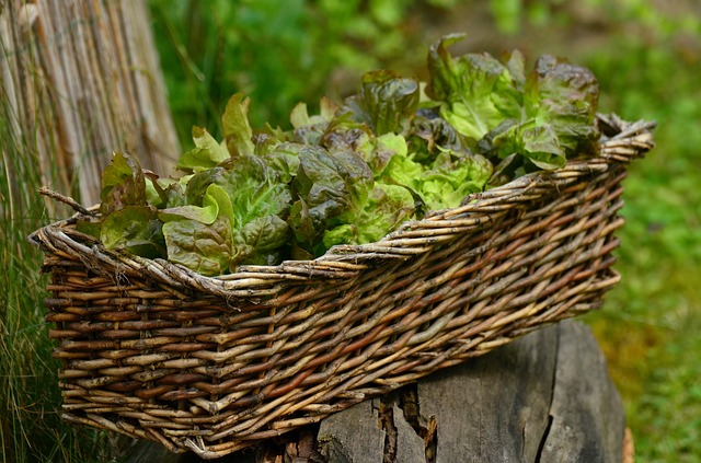 salad-1516689_640-1