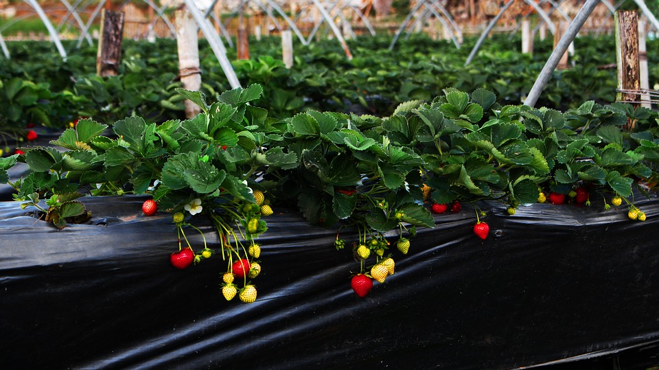 strawberry-1994378_960_720