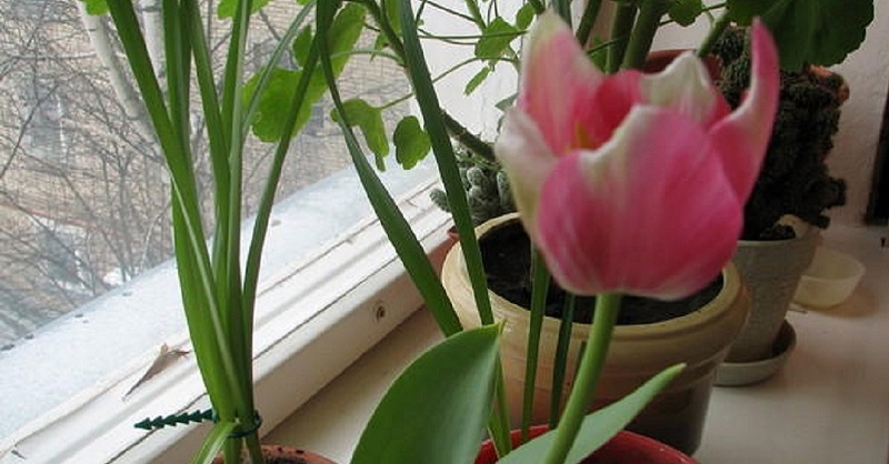 tulipany2