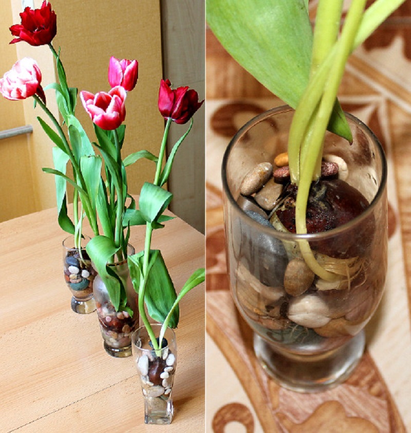 tulipany3