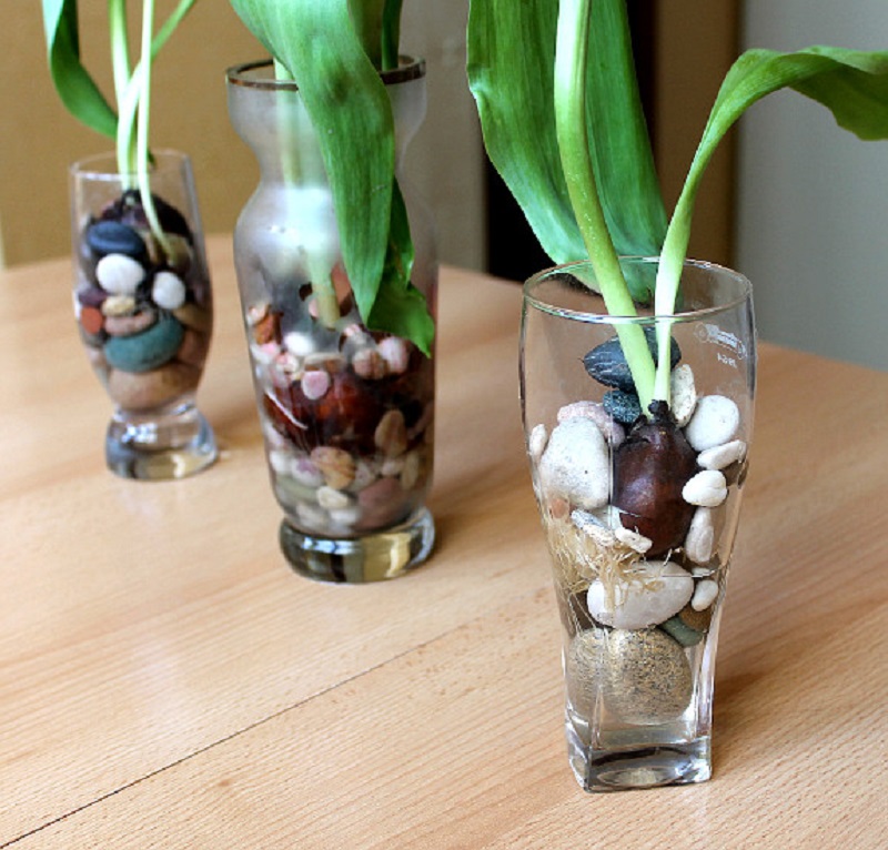 tulipany4
