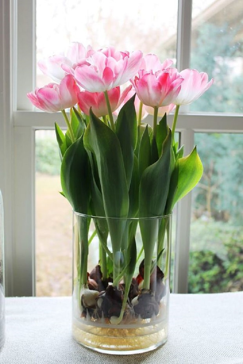 tulipany5