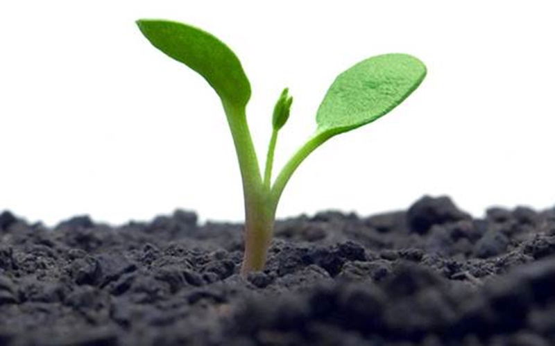 Green sprout on white background (isolated).