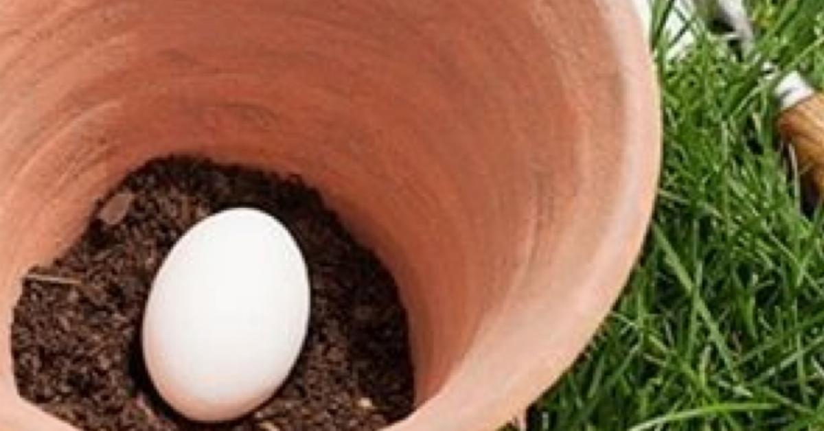So stärkst du deine Pflanzen mit einem Ei. | Geniale Tricks