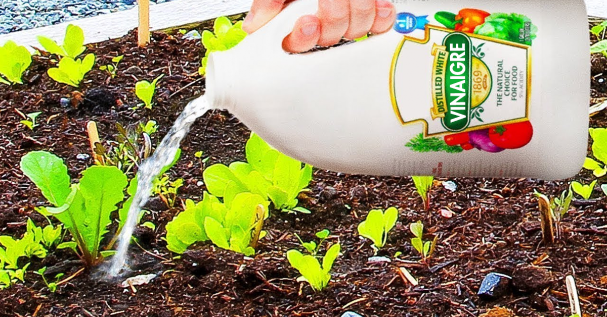 10-raisons-dutiliser-le-vinaigre-dans-votre-jardin