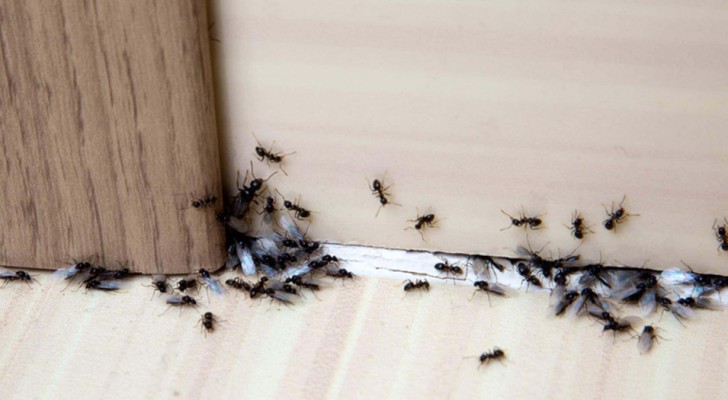 9 natürliche  Mittel, um Ameisen von deinem Zuhause fernzuhalten 