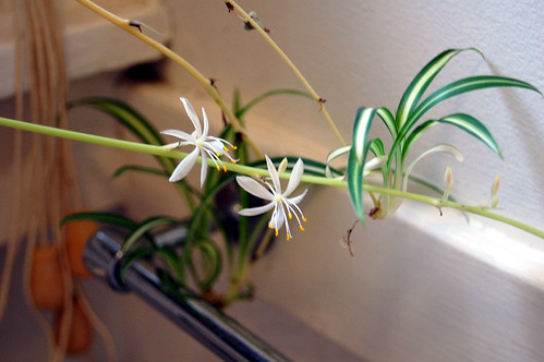 Spider Plant Flowers