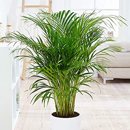 Areca Palm Plante vivante d'intérieur et d'extérieur 1 gallon d'air pur de  toxines Facile à cultiver – Excellent cadeau pour débutant. Facile à  cultiver: Amazon.fr: Jardin