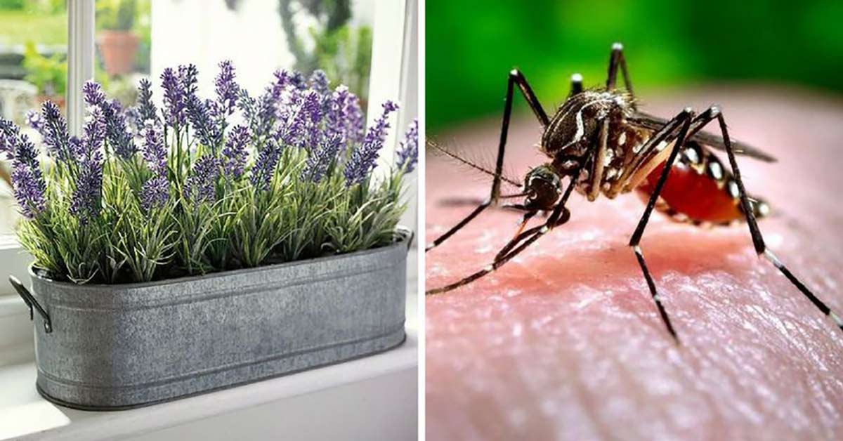 Vermeidet Mückenstiche: 9 häufige Pflanzen, um Mücken in diesem Sommer  fernzuhalten
